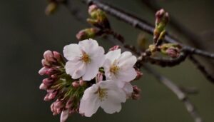 La IA preserva los cerezos en flor de Japón