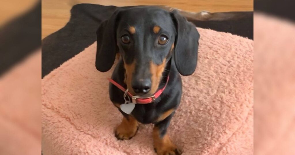 La increíble odisea de Valerie, la perrita salchicha que ha sobrevivido sola 16 meses en una isla remota de Australia (y que aún no han podido rescatar)
