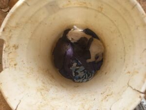 Lanzan gatos bebés a un container en Naiguatá