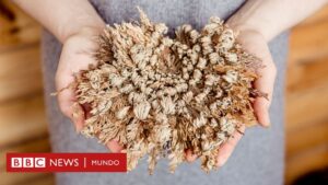 Las "plantas zombi" que regresan de la muerte y resisten la sequía en Sudamérica y otras partes del mundo
