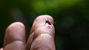 Las tres características más importantes del principal mosquito que transmite la fiebre amarilla