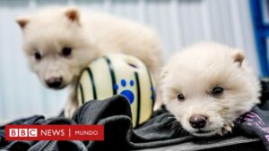 Los expertos cuestionan que una empresa haya "desextinguido" a los lobos terribles