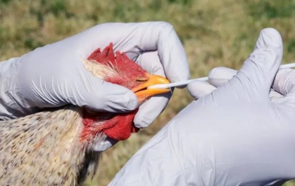 México reporta su primer caso humano de gripe aviar H5N1 - AlbertoNews