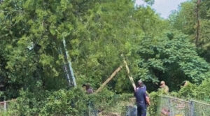 Migrante pasa ocho horas en un árbol para evitar ser deportado