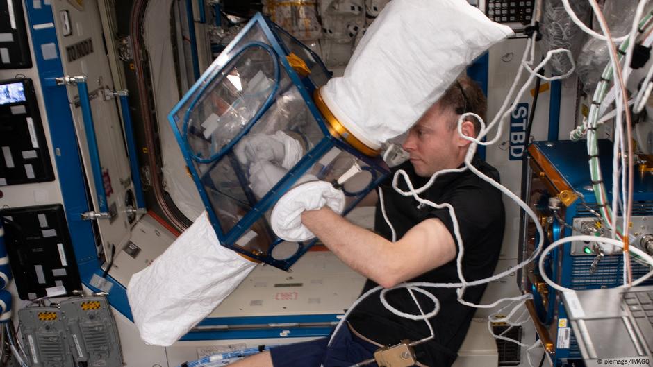NASA envió ratones a la EEI. 37 días después algo raro pasó – DW – 04/04/2025