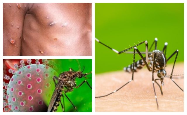 Oropouche: el virus que avanza silenciosamente en América Latina