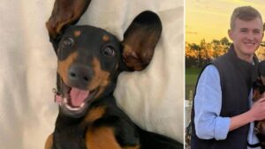Perrita salchicha sobrevivió 16 meses sola en una isla remota de Australia llena de animales salvajes