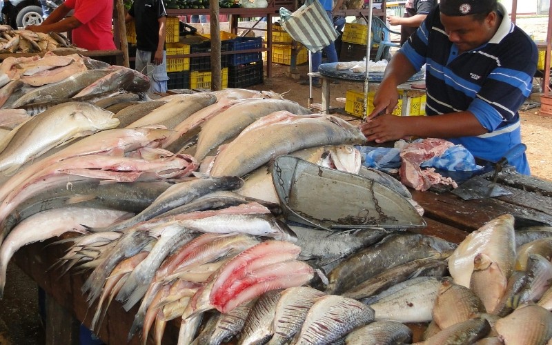 Producción pesquera venezolana superó las 300 mil toneladas anuales