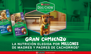 Purina alimento cachorros