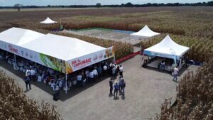 Sector agrícola de Portuguesa espera cumplir y satisfacer la demanda de maíz