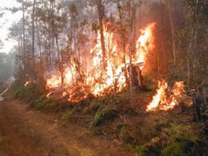Un incendio forestal afecta ya 1.200 hectáreas de bosques en la región occidental de Cuba - AlbertoNews