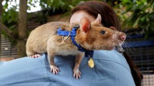 Un ratón estableció el nuevo récord mundial de detección de minas