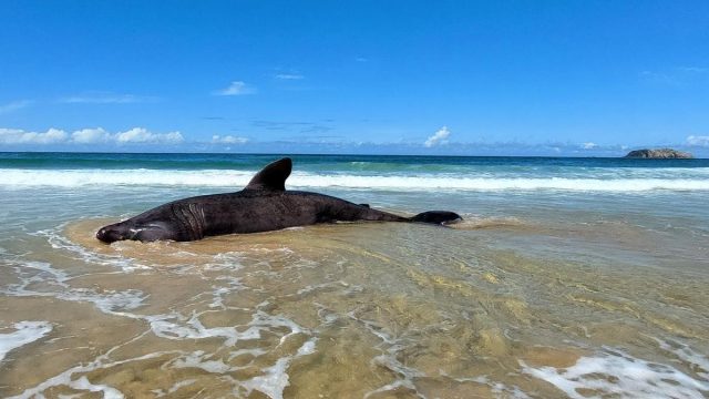 Un tiburón peregrino queda atrapado en una red de pesca en Port de la Selva