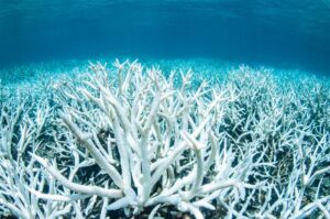 ONU hace un llamado para financiar la lucha contra la extinción de arrecifes de coral
