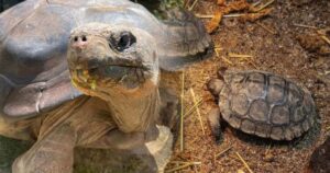 esta tortuga en peligro crítico ha sido madre por primera vez a los 97 años, demostrando lo sorprendente que puede ser la Naturaleza