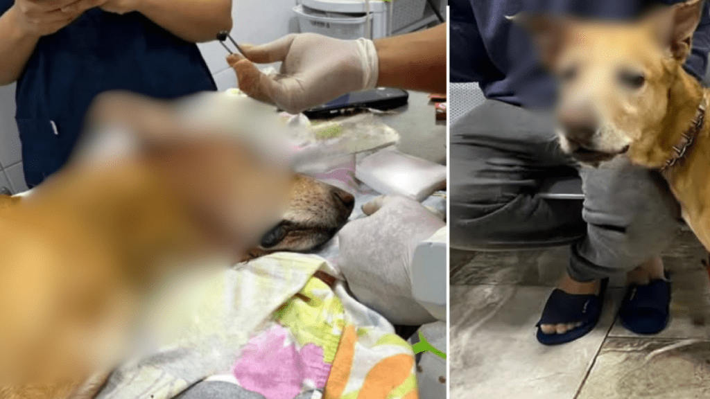 la mascota recibe atención veterinaria
