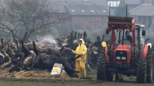 prohíbe temporalmente traer carne o queso de la UE por la fiebre aftosa
