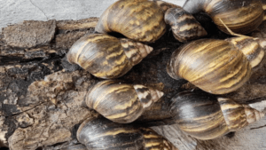 ¡Alerta por caracol gigante africano! Lluvias aumentaron su presencia en esta zona de Colombia