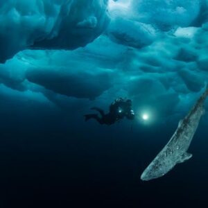 ¿El secreto de la longevidad? La ciencia busca pistas en el genoma del tiburón de Groenlandia, que puede vivir siglos