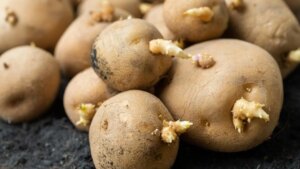¿Es peligroso comer patatas con brotes de raíz? Debes tener en cuenta esto para evitar problemas de salud