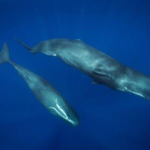 ¿Por qué las ballenas comen bolsas de plástico? La explicación de los especialistas