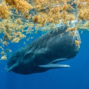 ¿Qué animal tiene el cerebro más grande del mundo? Spoiler: vive en el mar