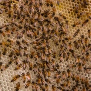 Abeja melipona y melífera: 3 diferencias entre la abeja sagrada maya y la abeja de la miel
