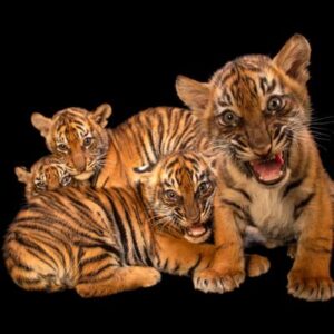 Adorables fotos de animales bebés tomadas por un fotógrafo Explorador de National Geographic