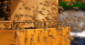 Adulto mayor falleció por ataque masivo de abejas