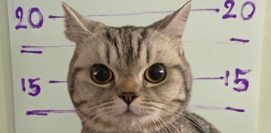Arrestaron y ficharon a una gata por morder y arañar a varios policías