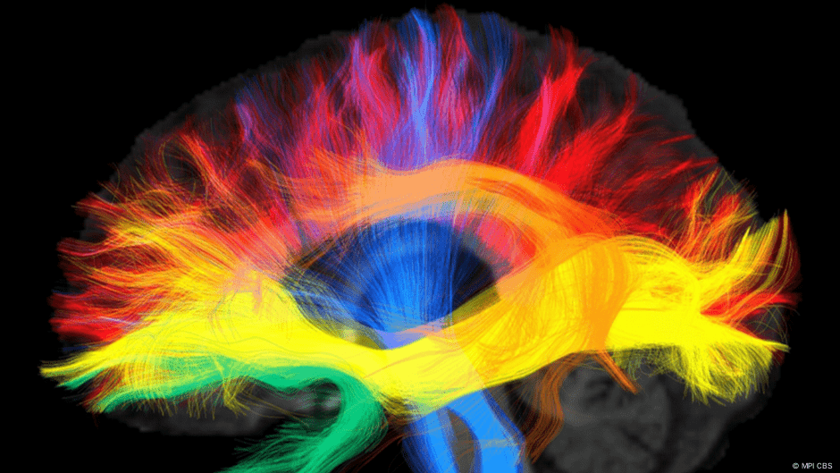 Así cambia tu cerebro cuando hablas varios idiomas – DW – 05/05/2025