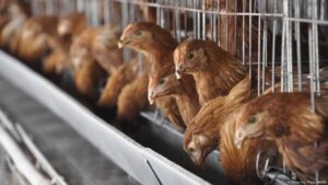 Brasil suspende exportación de pollo a China, UE y Argentina – DW – 17/05/2025