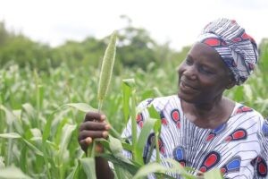 Campesinos de Zimbabue lideran investigación sobre agricultura de conservación : IPS Agencia de Noticias