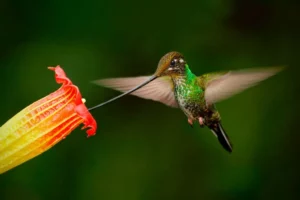 Colibríes de pico largo son más vulnerables a deforestación, dice estudio hecho en Ecuador - AlbertoNews