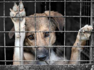 Colombia endurece su lucha contra el maltrato animal | Finanzas | Economía