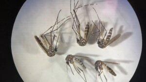 Comenzaron las fumigaciones por el virus del Guadalquivir