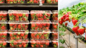 Compararon fresas cultivadas y fresas de supermercado: ¿en qué se diferencian?