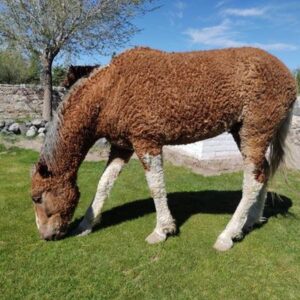 Conoce a los caballos de pelaje rizado de la Patagonia argentina que Charles Darwin no pudo encontrar