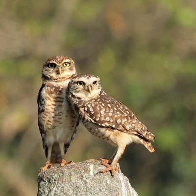 Cuáles son los principales depredadores de escorpiones en la naturaleza