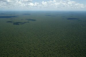 Descubren nueva especie de árbol en cordillera amazónica fronteriza entre Ecuador y Perú - AlbertoNews