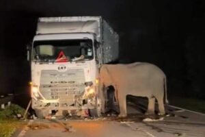 Desgarradora imagen de una madre elefante que permaneció horas junto al camión que atropelló a su cría