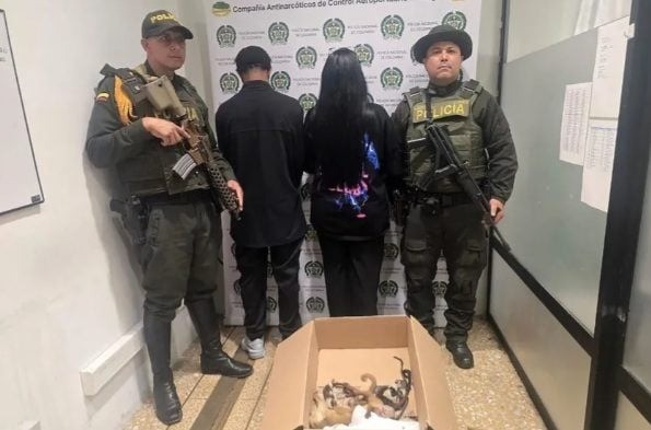 Detenidos dos extranjeros en Colombia por llevar seis primates ocultos en sus partes íntimas - AlbertoNews
