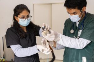 Dos miembros del personal veterinario de CORNARE revisando uno de los seis primates que dos personas intentaban sacar de contrabando del país