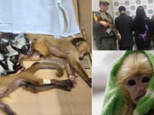 Detienen extranjeros en Colombia por intentar traficar primates ocultos en sus cuerpos | Regiones | Economía
