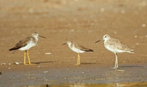 Día Mundial de las Aves Migratorias 2025: un llamado a la conservación