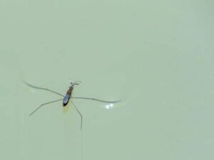Doce millones de colombianos corren el riesgo de contraer la ‘enfermedad de Chagas’ | Regiones | Economía