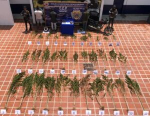 Policía detuvo en Yaracuy a tres personas por el tráfico de casi 22 kilos de marihuana