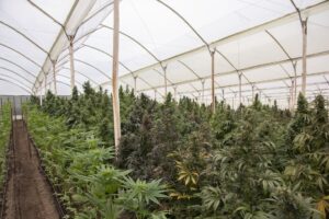 Ecuador tiene más de 2.300 hectáreas de cultivo legal de cáñamo y cannabis no psicoactivo - AlbertoNews