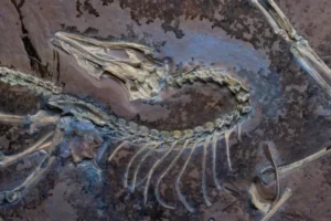 El Archaeopteryx de Chicago: el fósil que reescribe la historia del vuelo en los dinosaurios