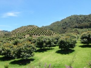 El agro no se detiene pese a las lluvias, pero hay sectores bajo presión | Agro | Economía
